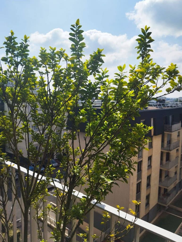 Colocation à louer